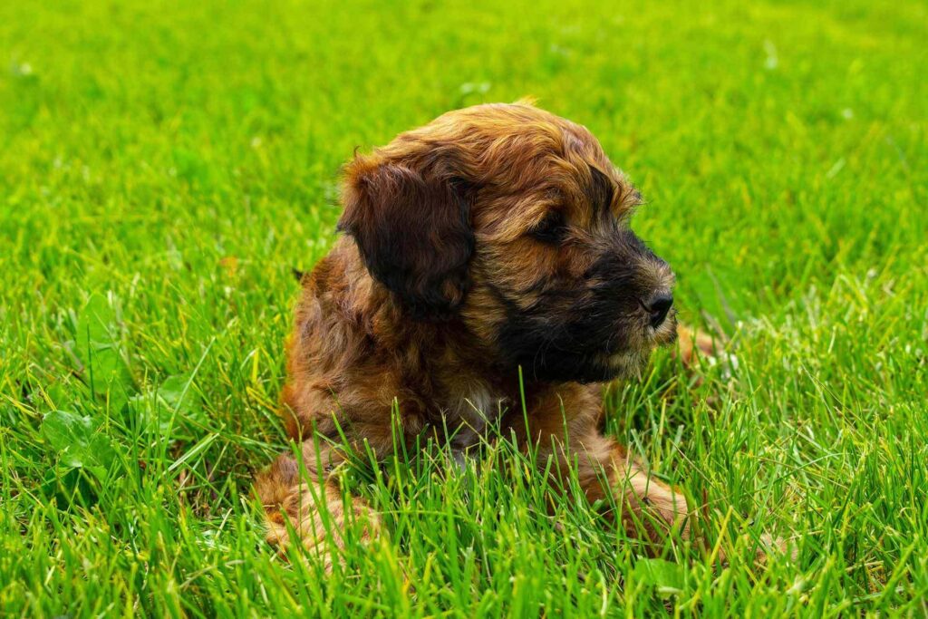 Whoodle puppy for sale.