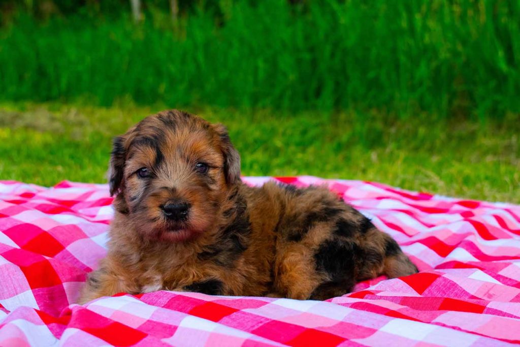 Whoodle Puppy on pink and red valentine blanket