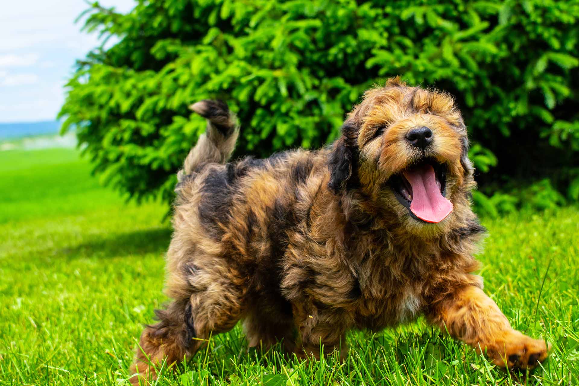 Whoodle Puppies - Miniature Whoodles Christmas 2019