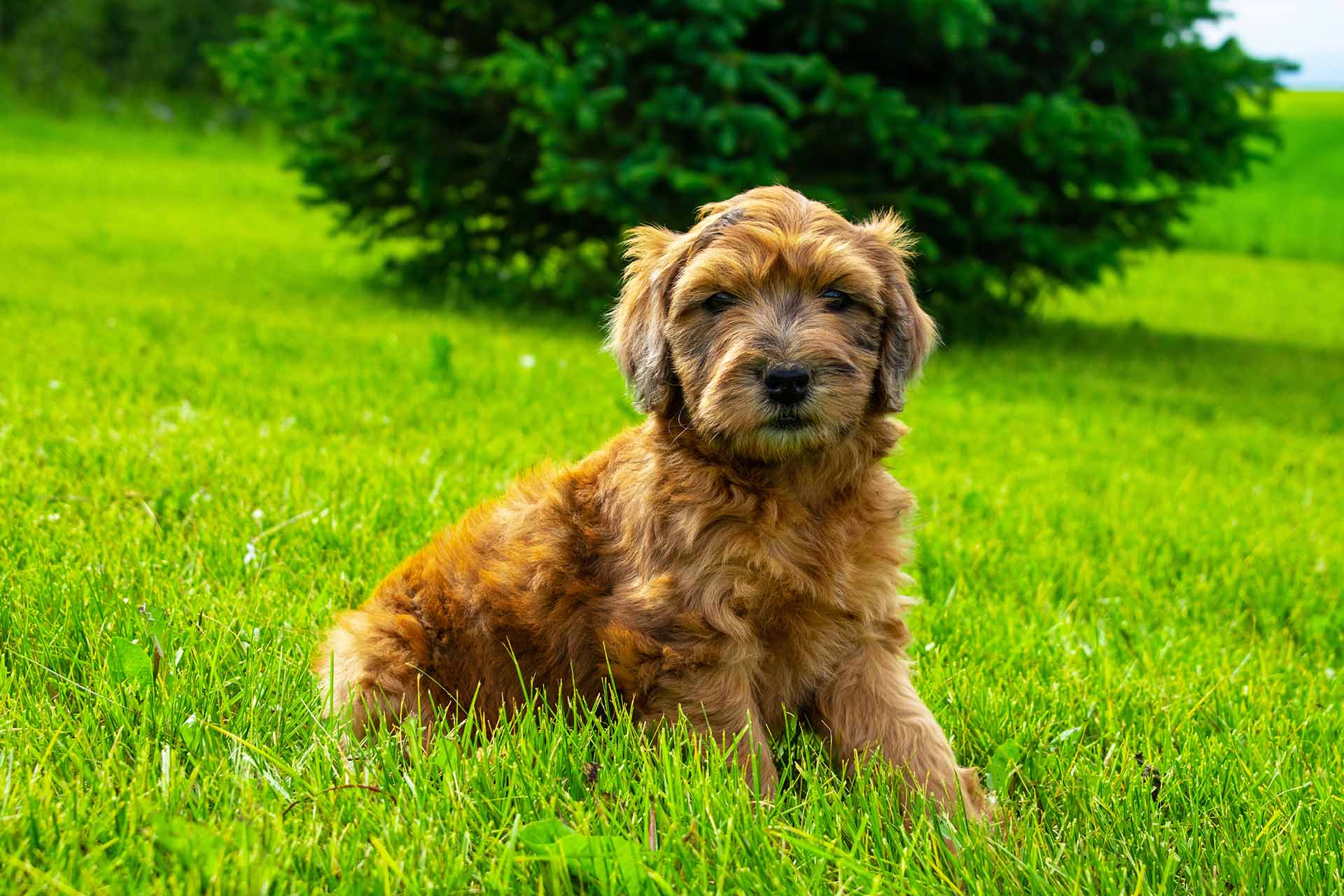 Whoodle Puppies For Sale - My Whoodle - Mini Whoodles Fall 2019