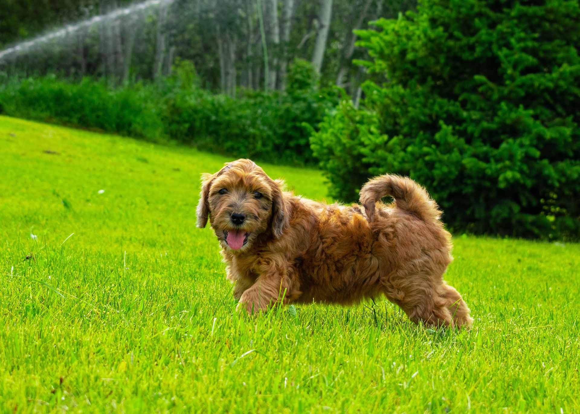 Whoodle Puppies For Sale - My Whoodle - Mini Whoodles Fall 2019