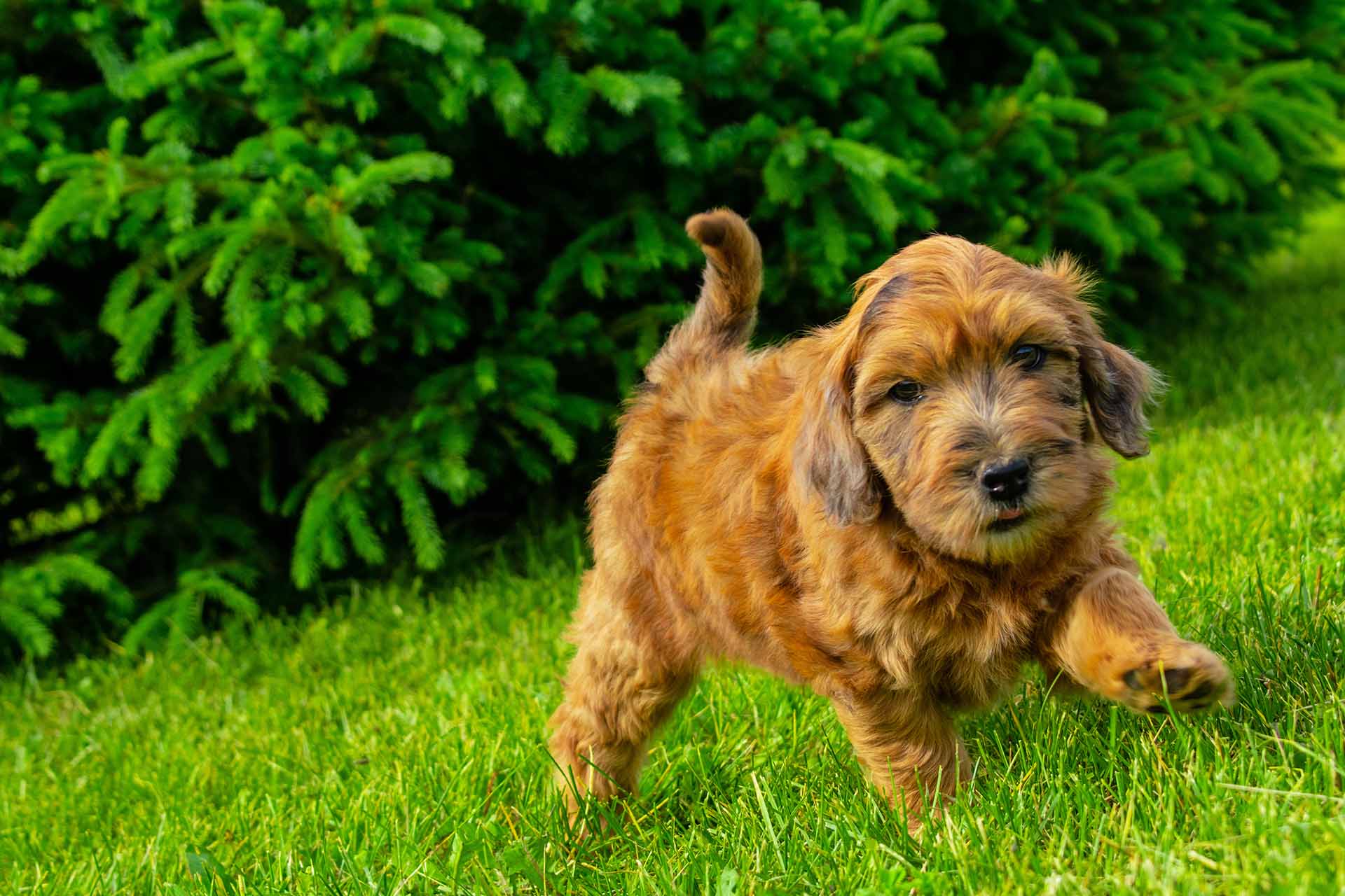 Whoodle Puppies For Sale - My Whoodle - Mini Whoodles Fall 2019