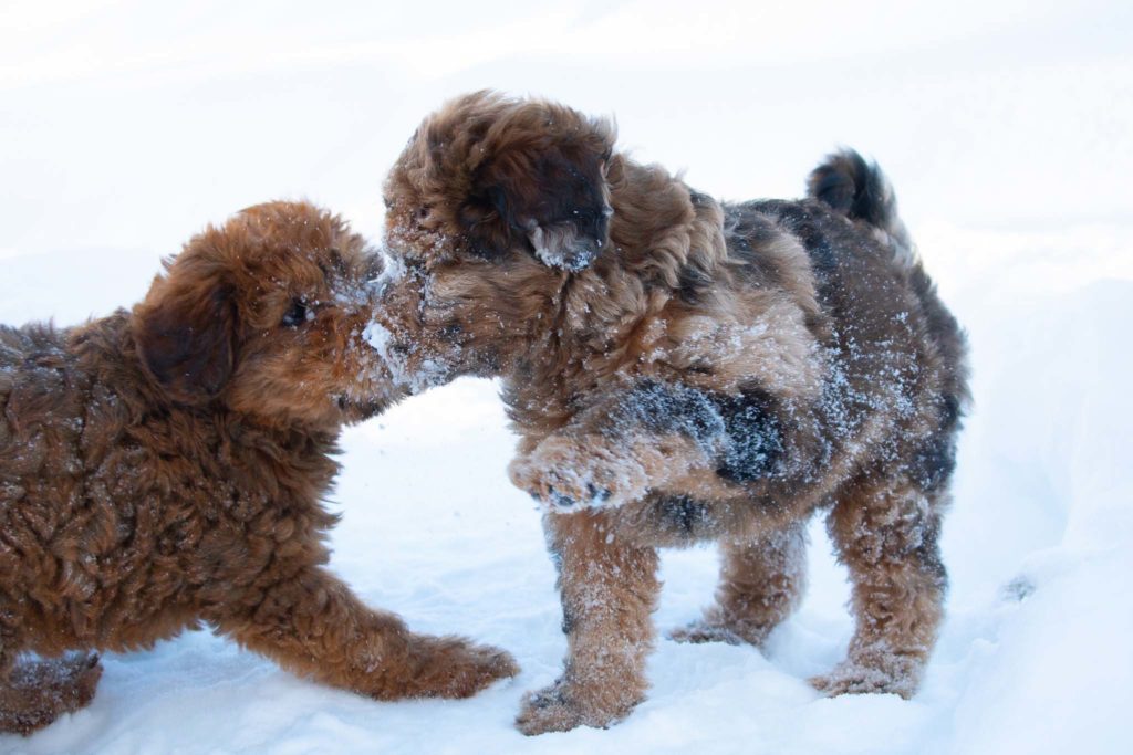 Whoodle puppies playing in the snow.