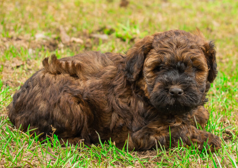 Whoodle Puppies For Sale - My Whoodle - Mini Whoodles Fall 2019