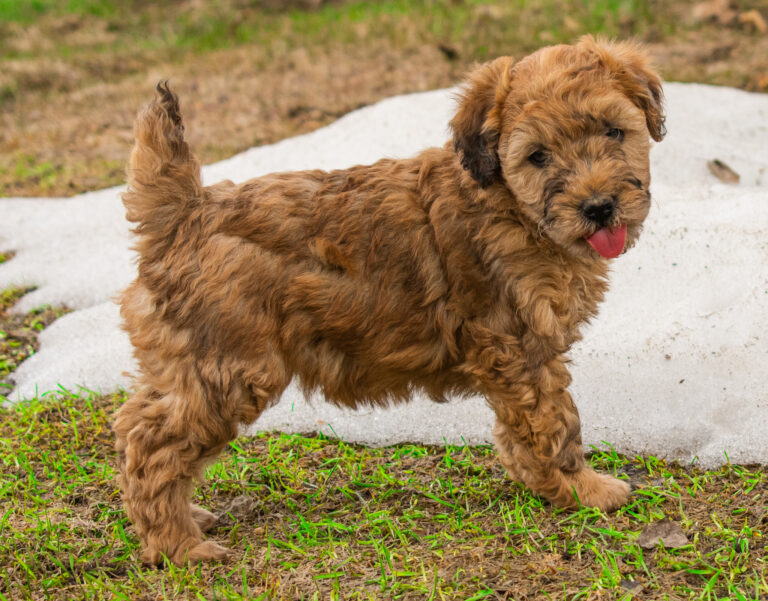 Whoodle Puppies For Sale My Whoodle Mini Whoodles Fall 2019