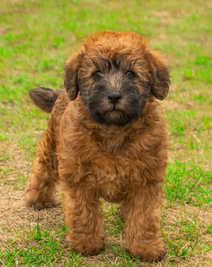 Whoodle-Puppy