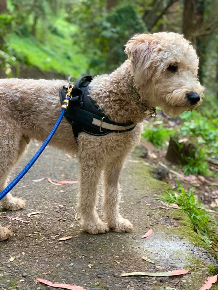 Cream whoodle on a leash and harness.