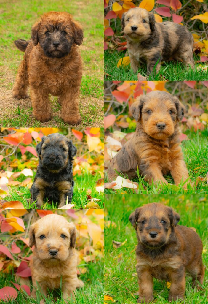 Multi-colored Whoodle Puppies Collage