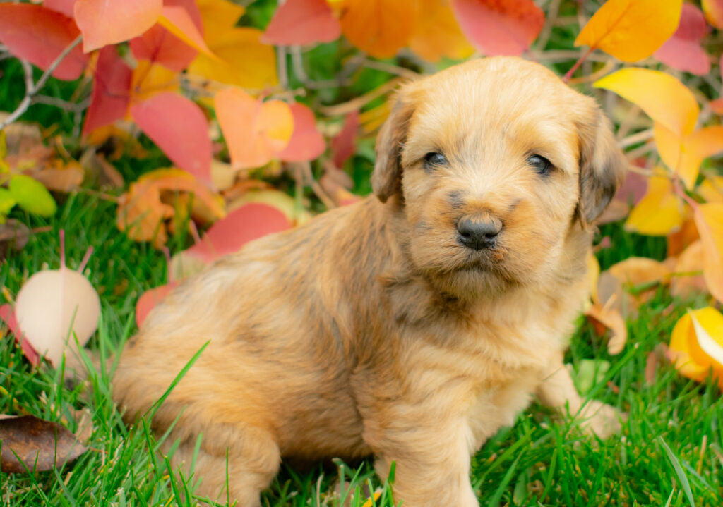 Whoodle puppy outside, easy on allergies. 