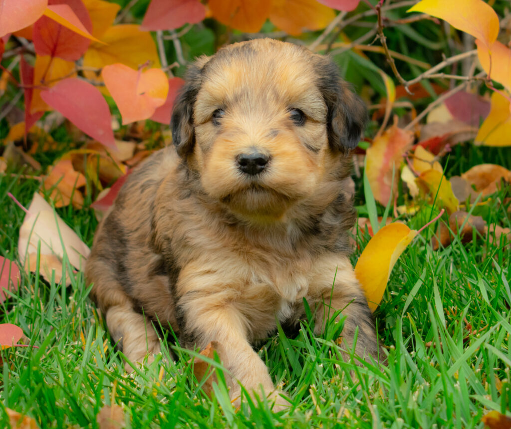 Whoodle puppy in the first stages of life crouching in the grass. 