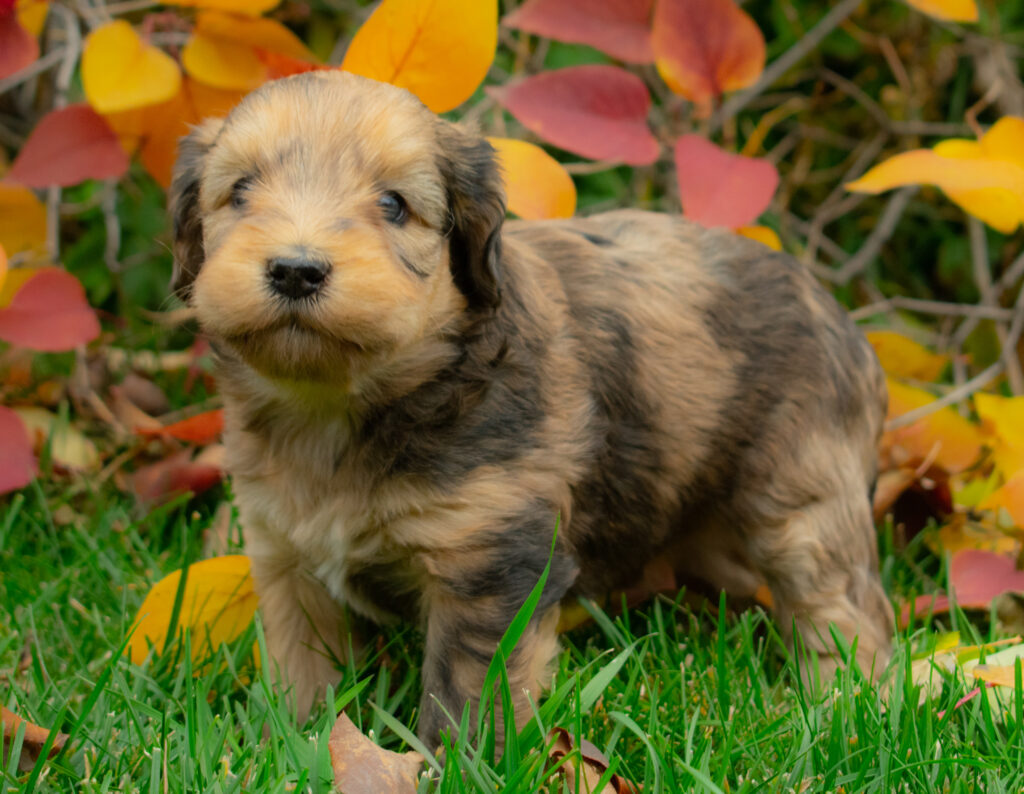 Tan and brown Whoodle puppy standing in the grass.