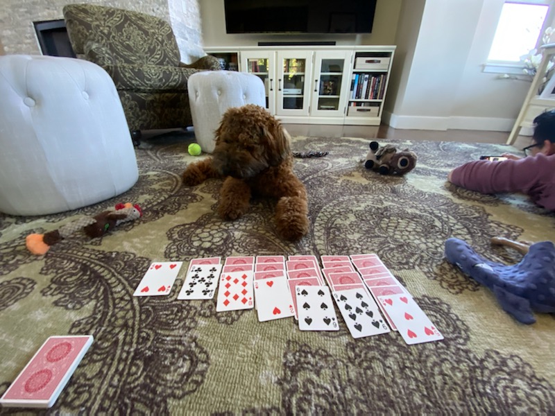 Whoodle puppy playing cards.