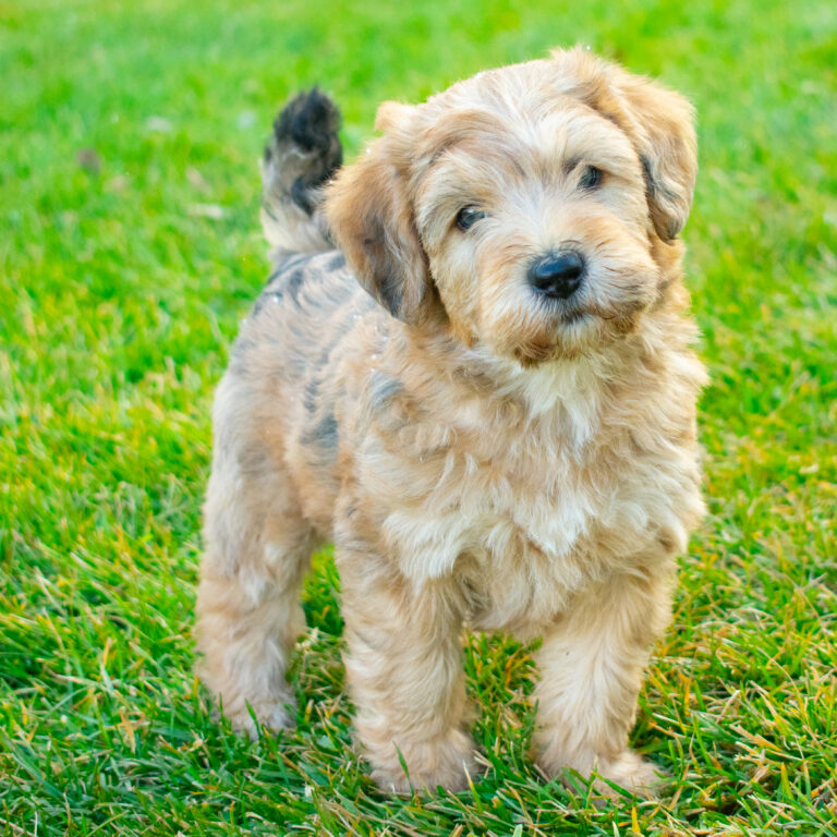mini Whoodle Puppies