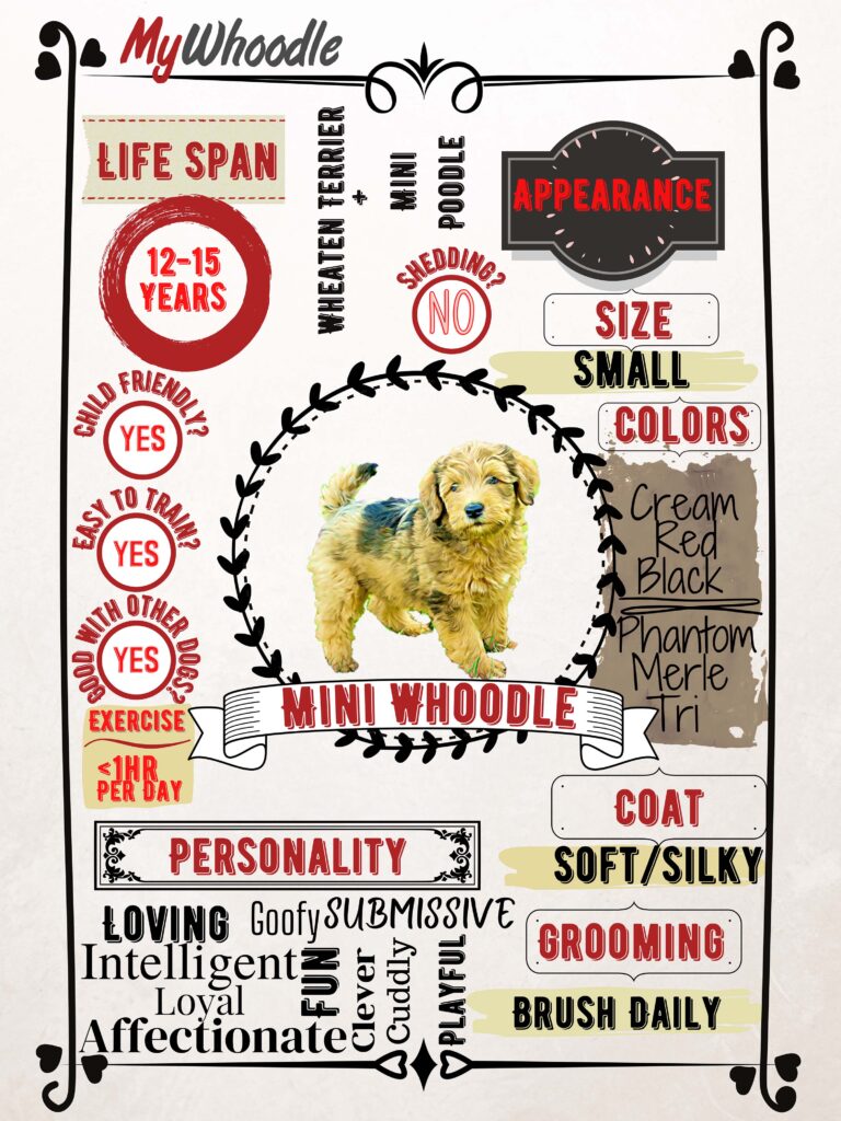 Mini Whoodle-Infographic-MyWhoodle