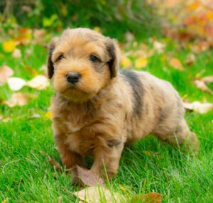 Light Whoodle puppy for sale