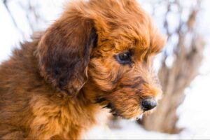 How much does a whoodle cost?