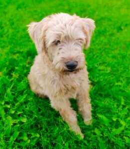 Wheaten-Terrier-Sitting-Grass