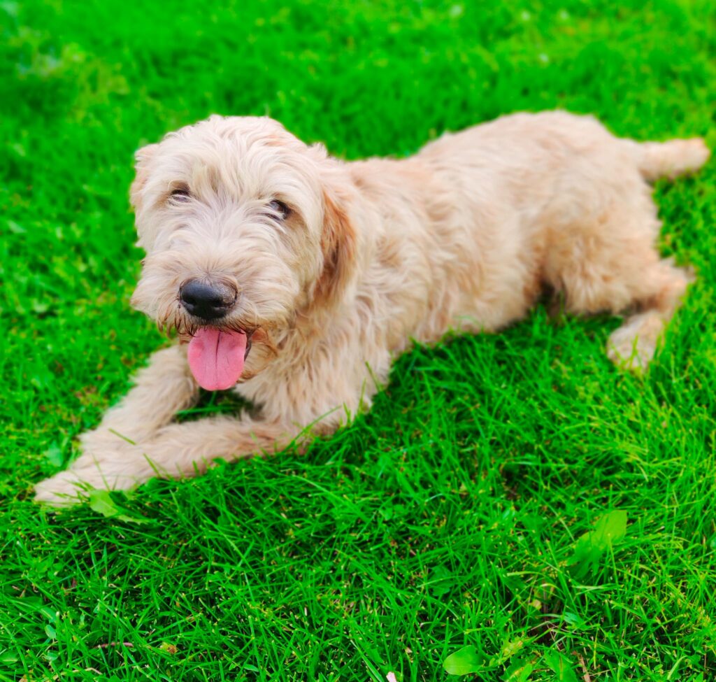 Wheaten-Terrier-Laying-Grass