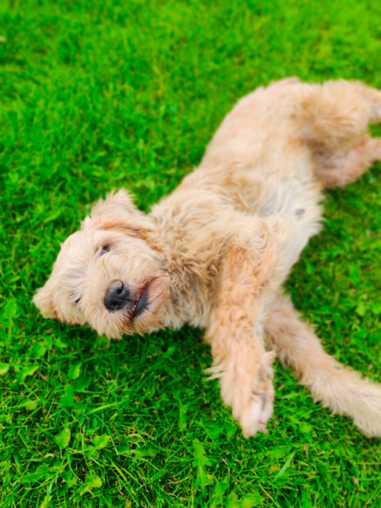 Wheaten-Terrier-Laying-Side