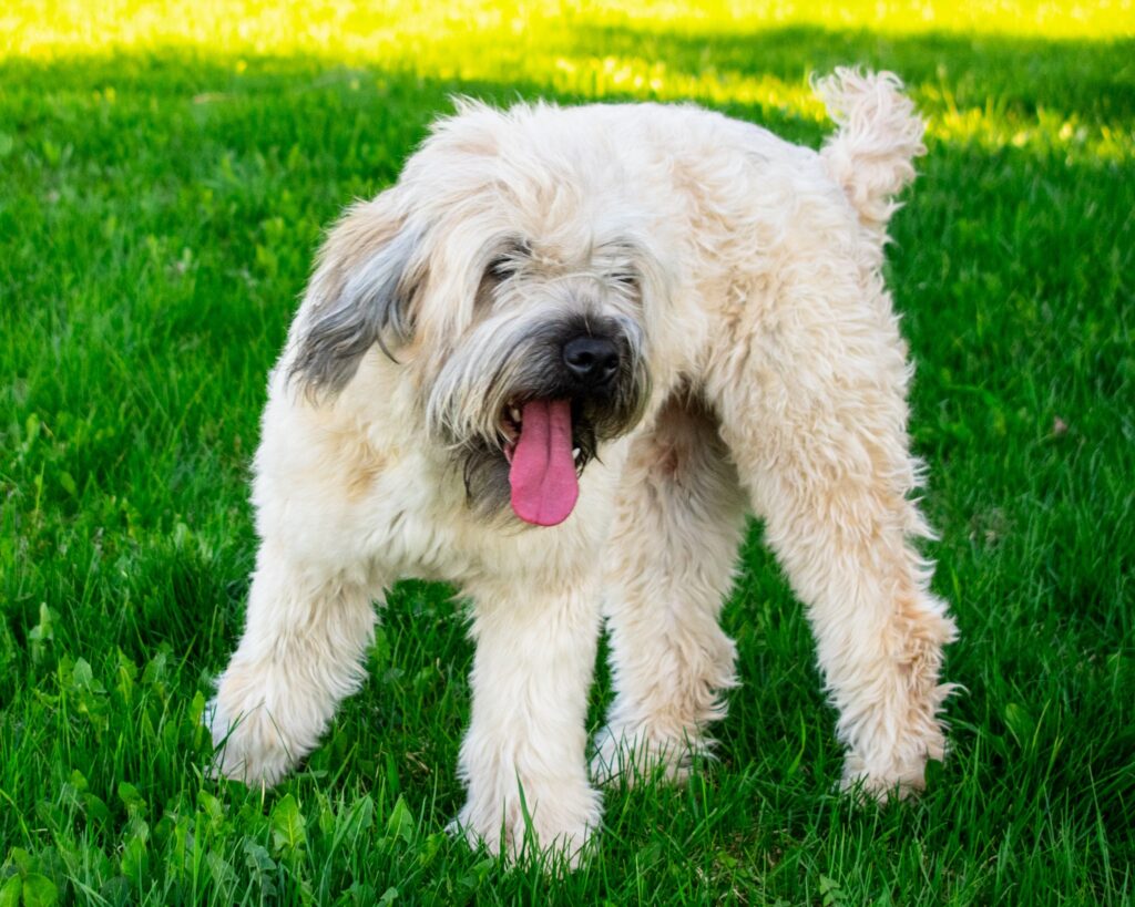 Wheaten-Terrier-Tongue-Out