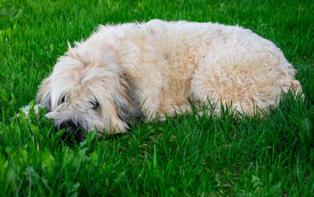 Wheaten-Terrier-Laying-Grass