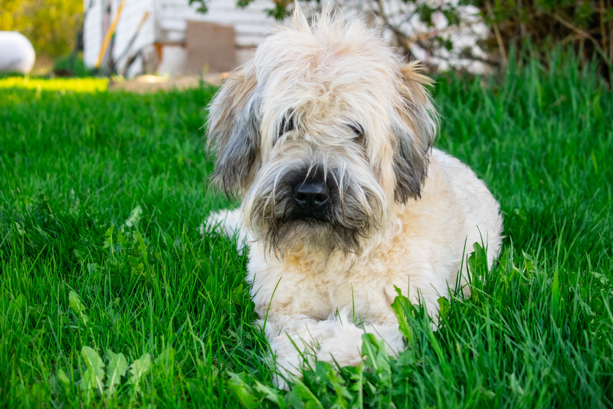 Wheaten-Terrier-Front-House