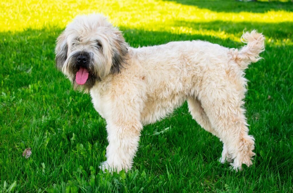 Wheaten-Terrier-Standing-Grass