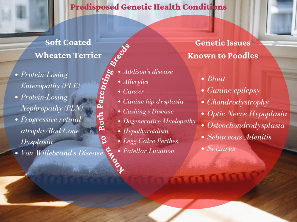 Venn Diagram of Whoodle predisposed genetic health conditions and which parenting breed it derives from