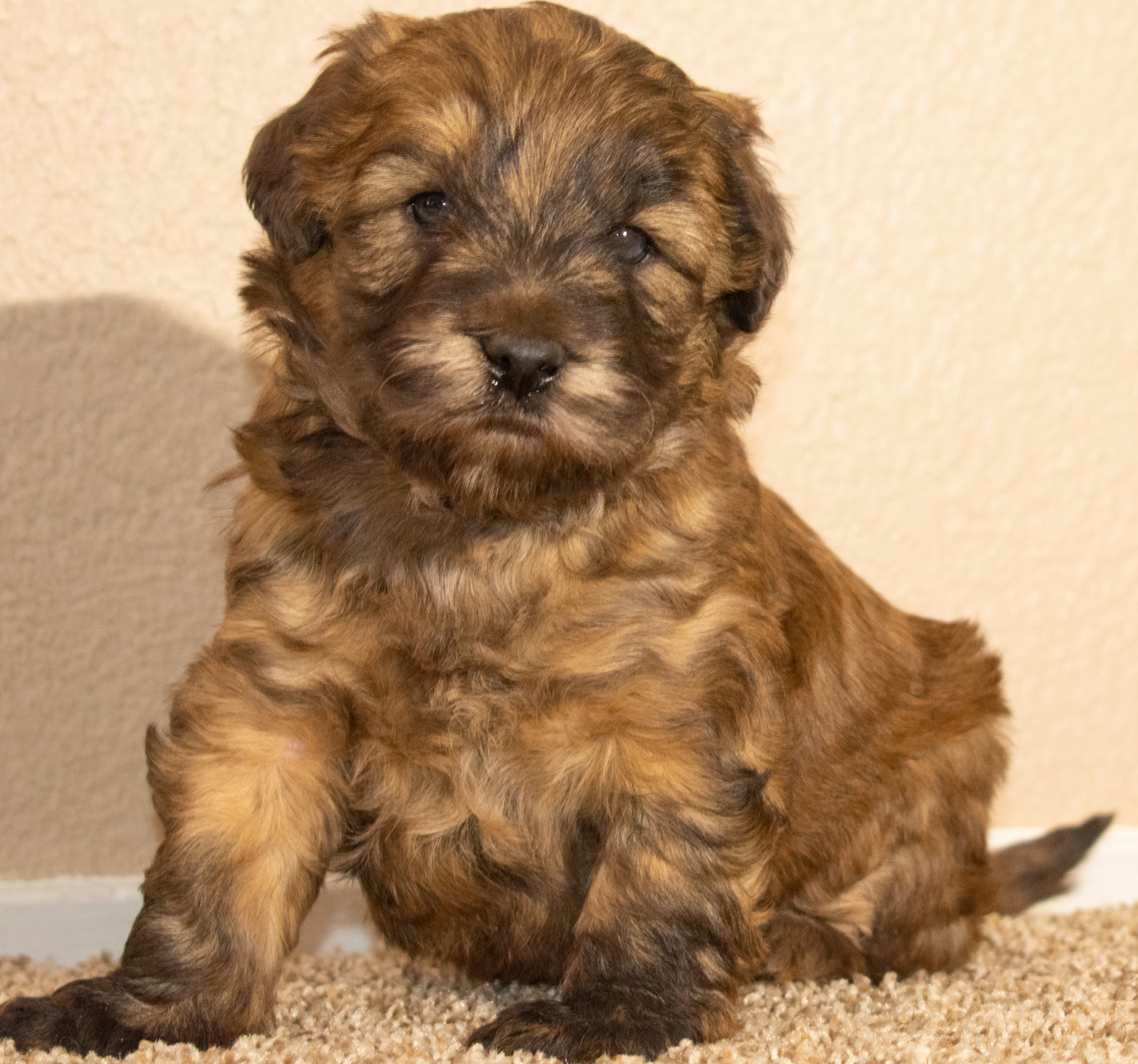 Whoodle puppy sitting up