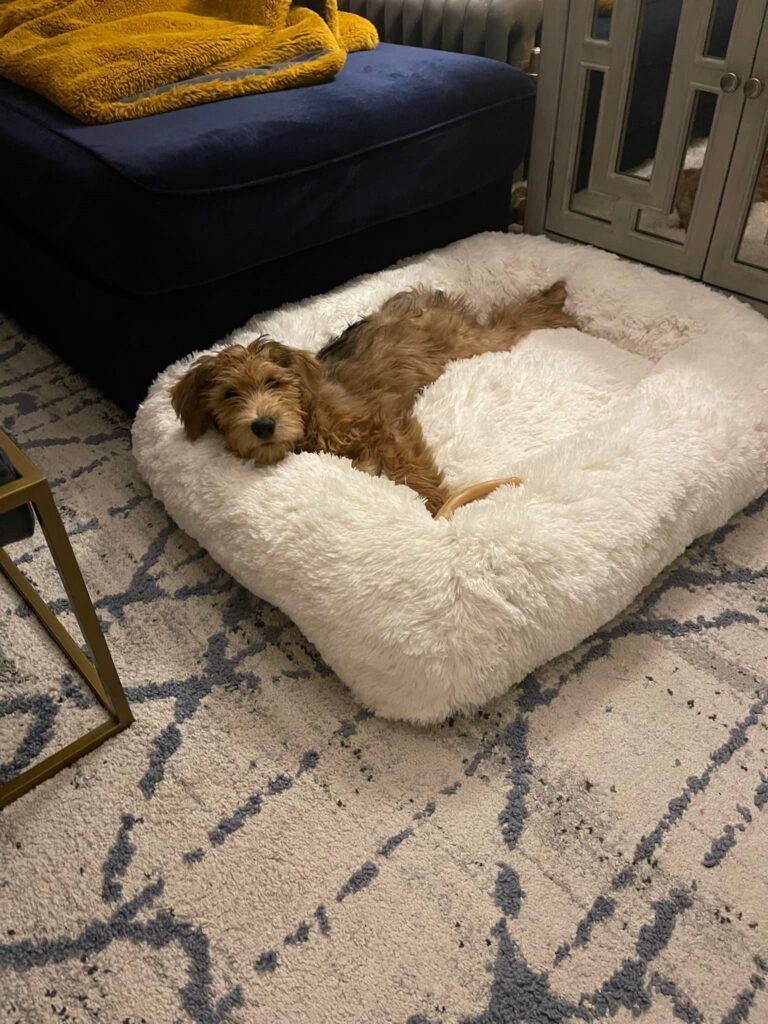 Whoodle laying on a dog bed