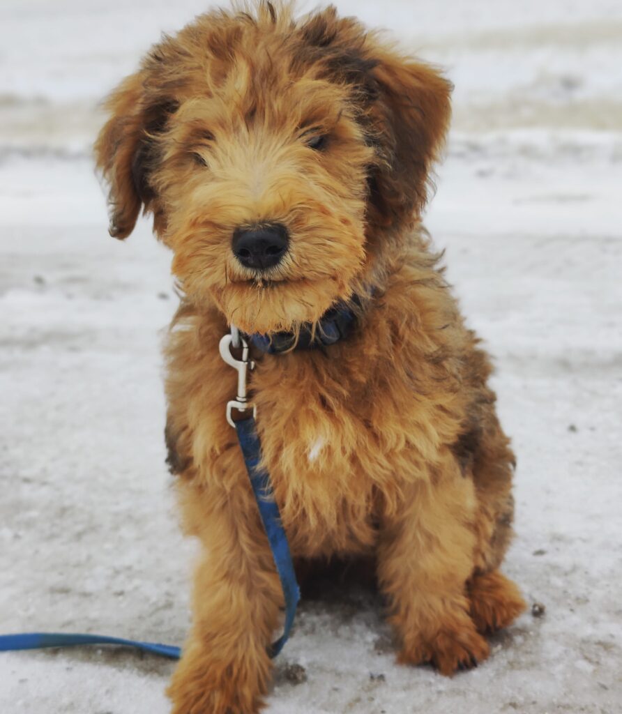 Whoodle sitting on dirt road