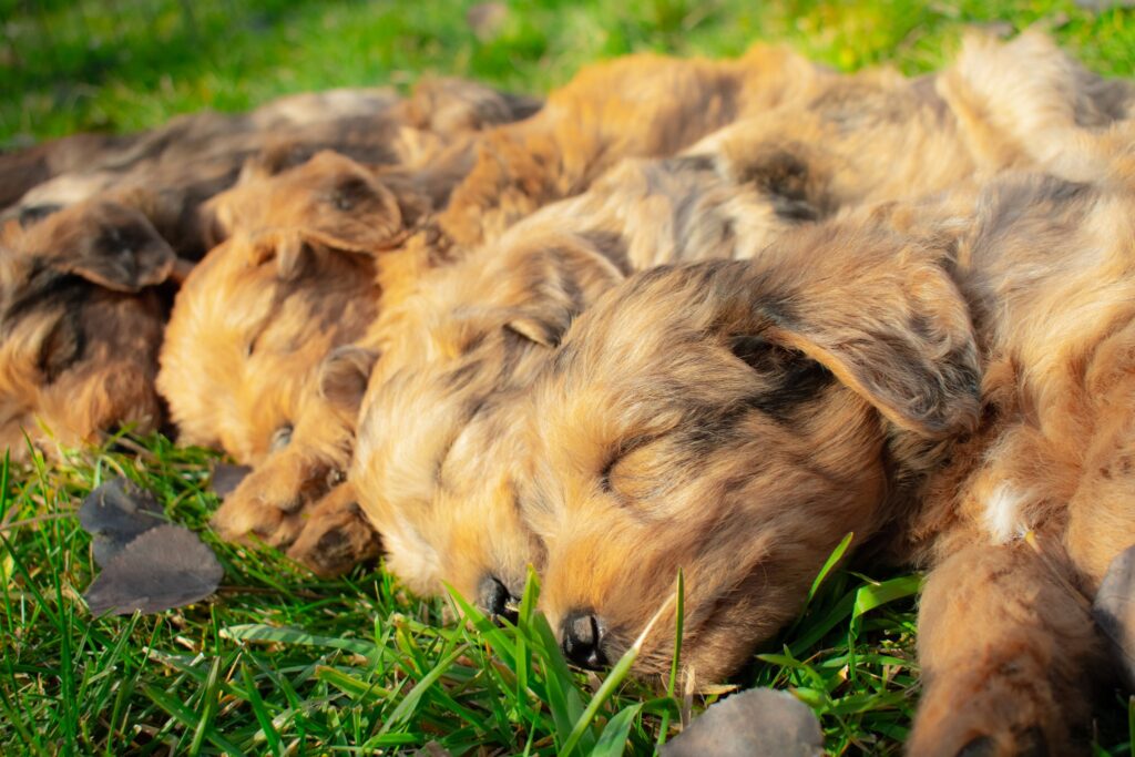 Litter of Whoodle Puppies on the grass