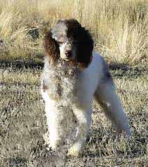 Chuck Merle Poodle