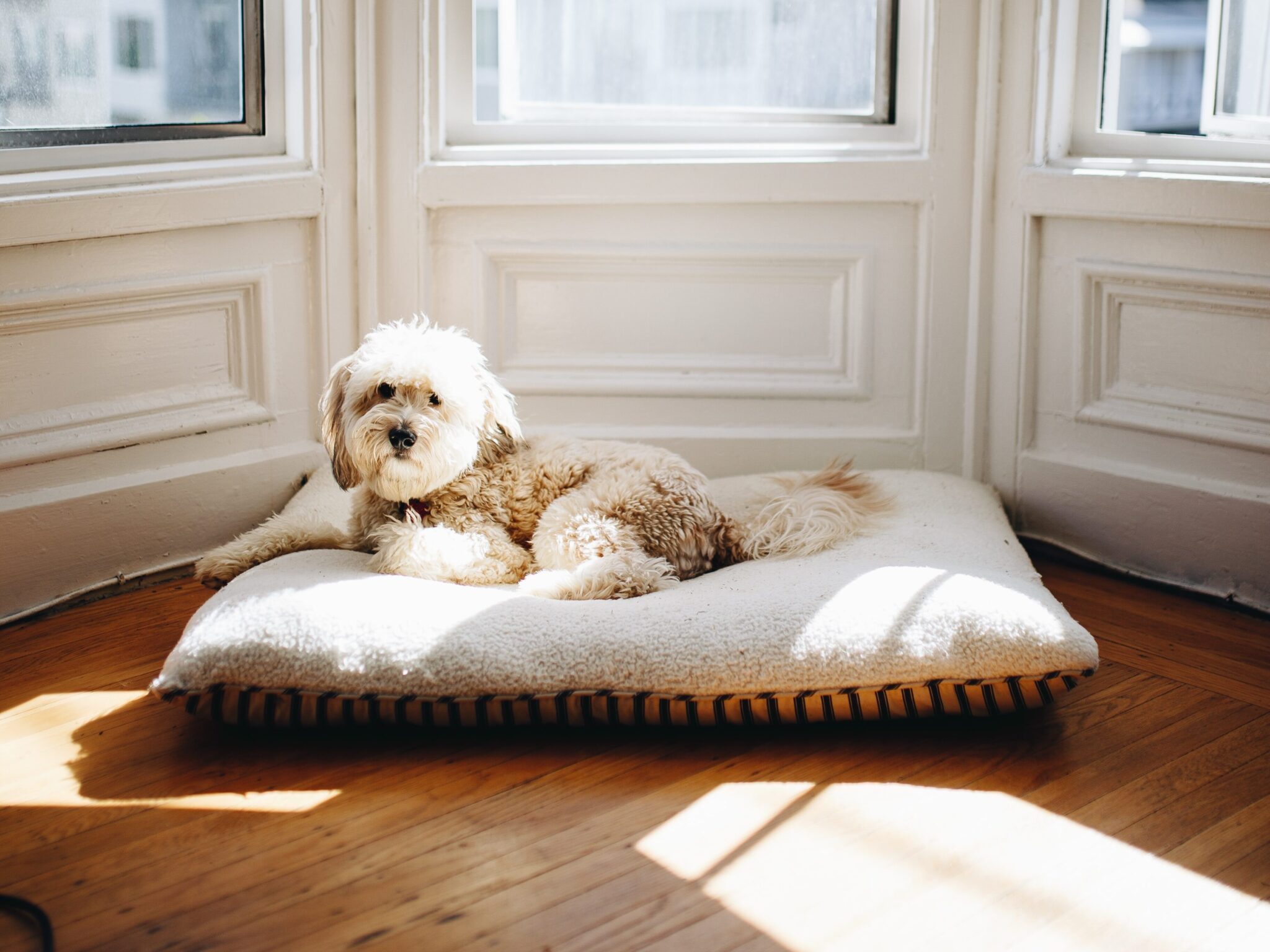 What to Bring When You Pick up Your Whoodle