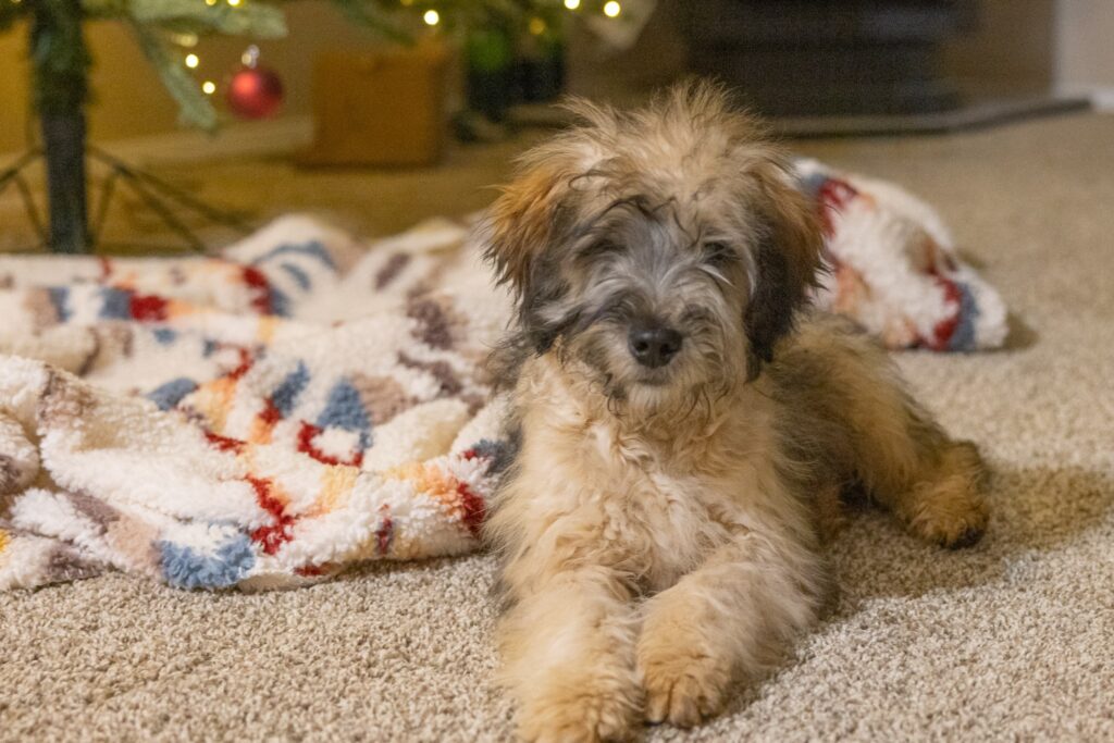 Whoodle laying on carpet in front of christmas tree