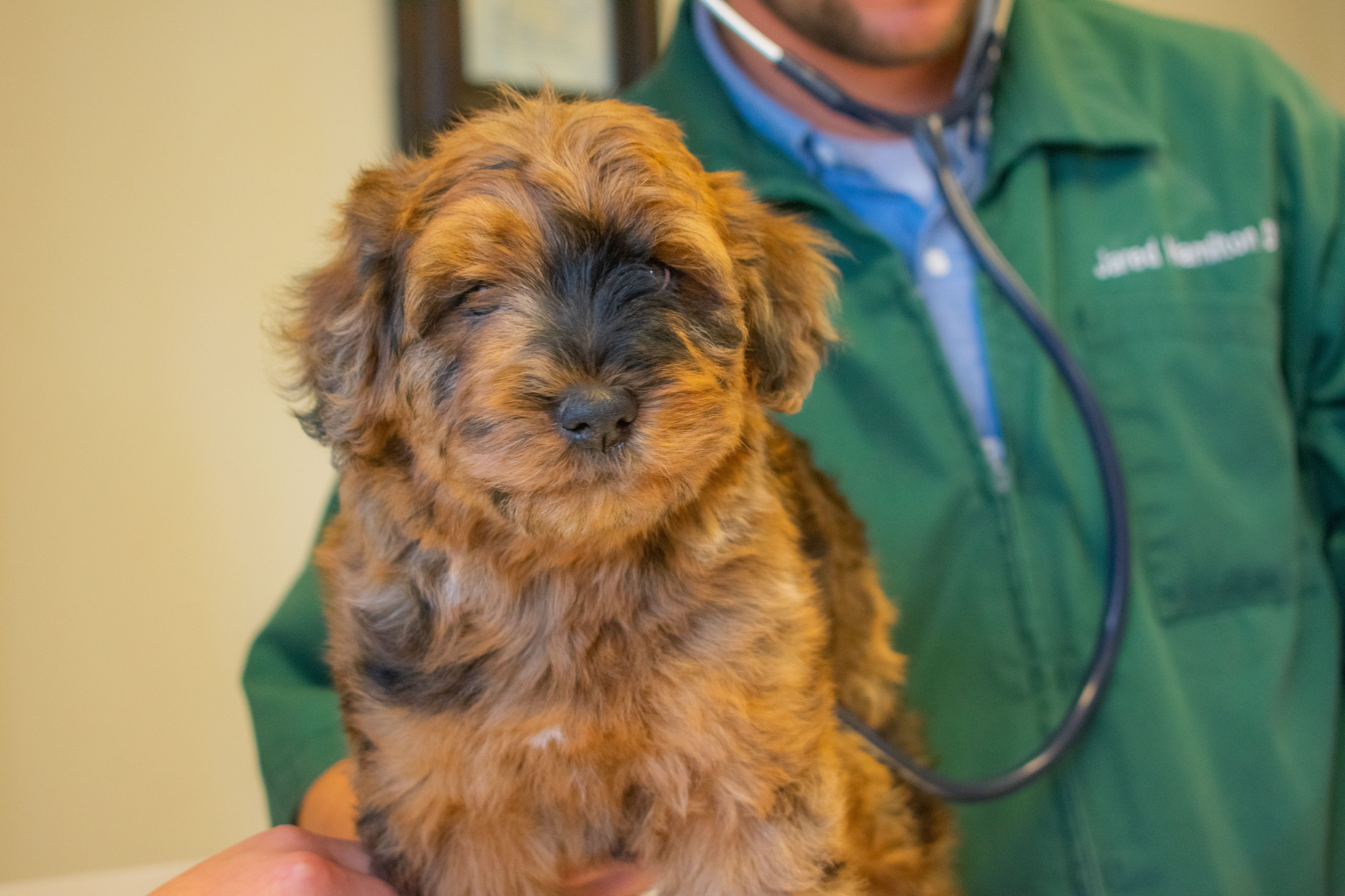 Whoodle puppy at the vet