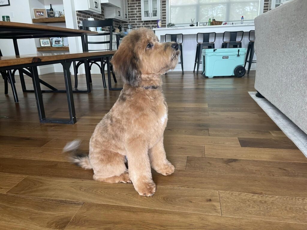 Potty training your Whoodle looking up