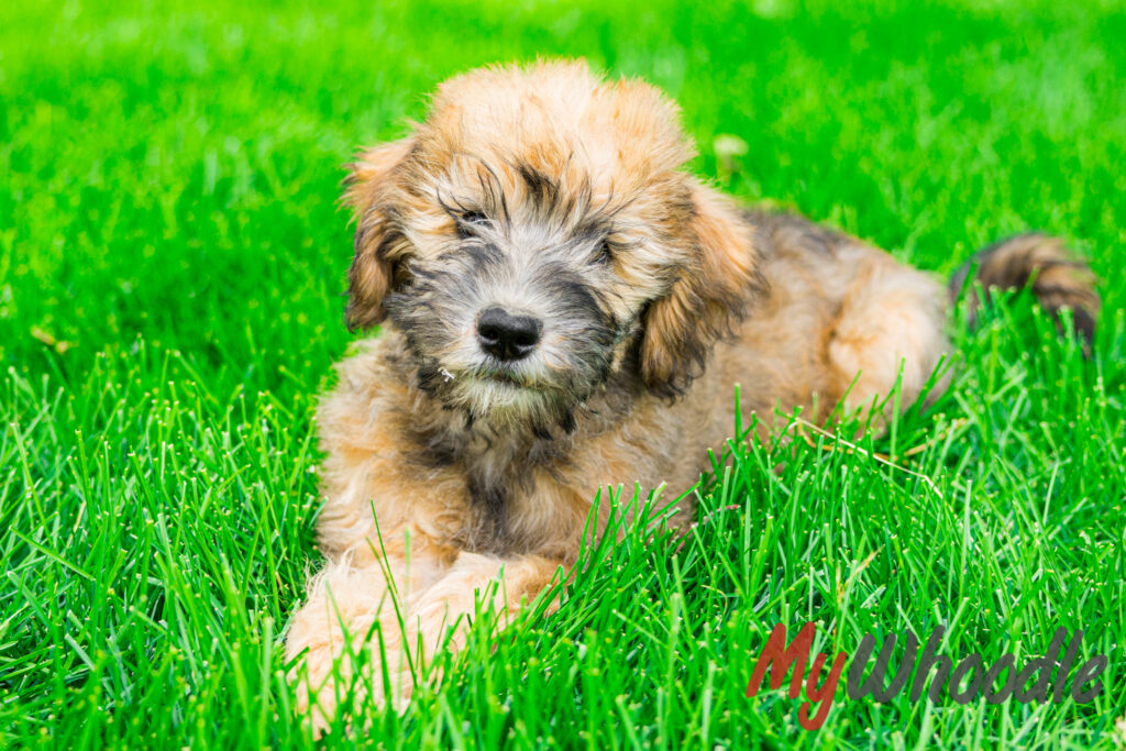 Puppy laying in grass