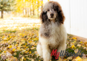 Chuck Sitting in Leaves