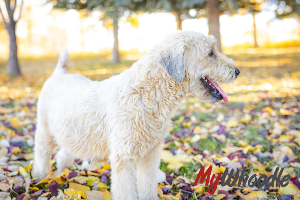 Vega Standing in leaves