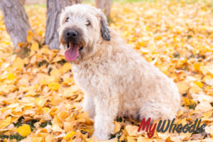 Hazel Sitting in Leaves