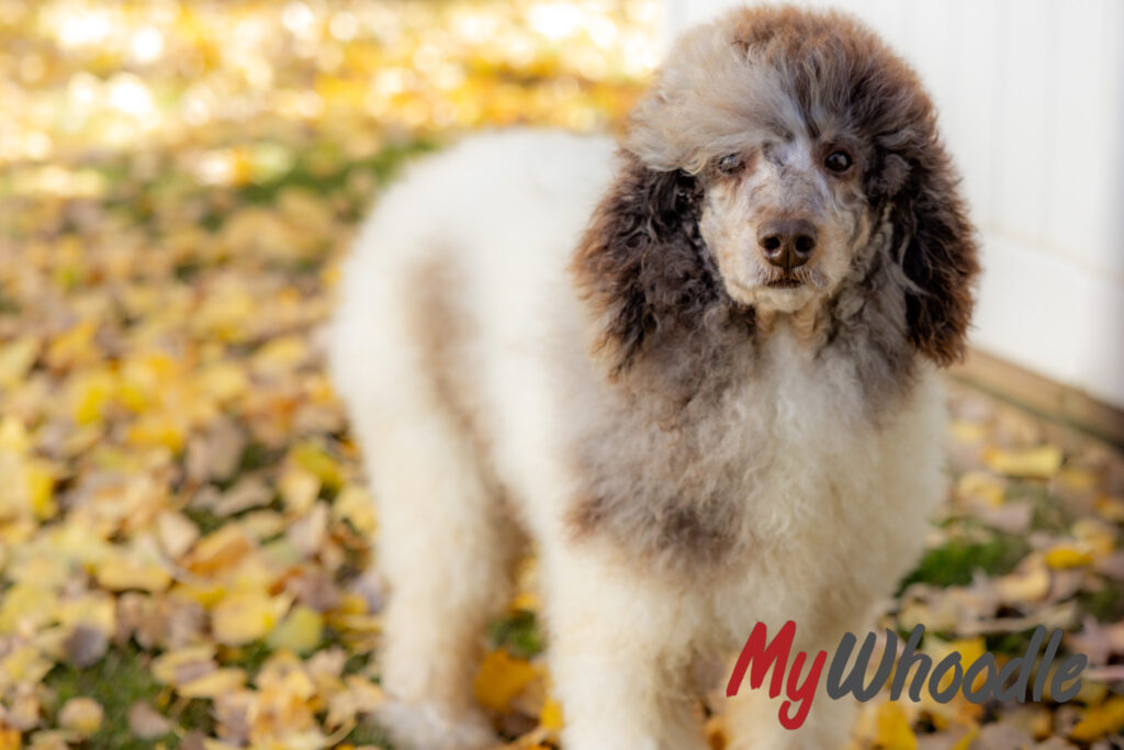 Poodle Standing in leaves