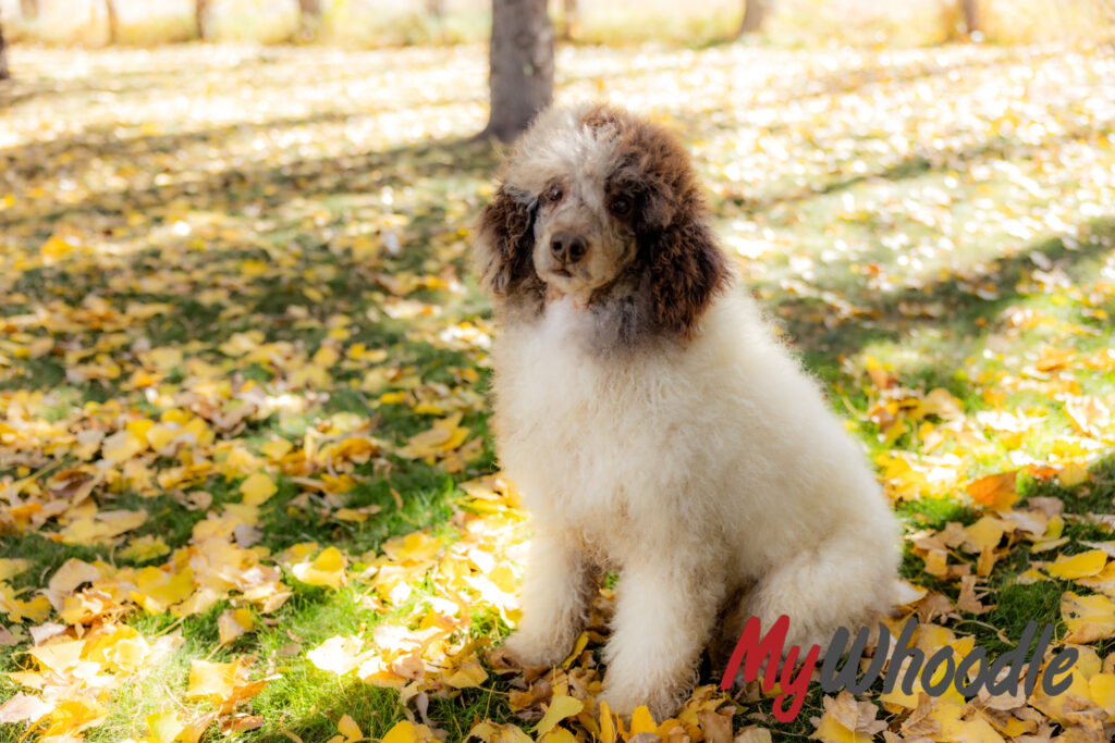 Poodle sitting in leaves