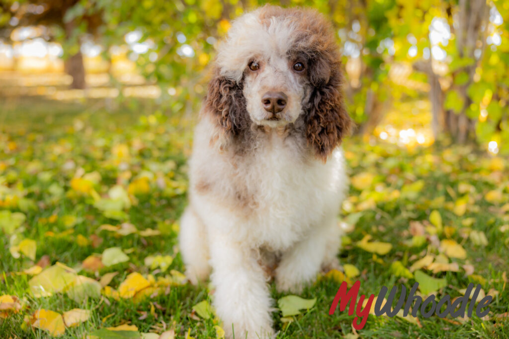 Poodle sitting in leaves