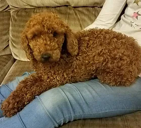 Poodle Sitting on lap