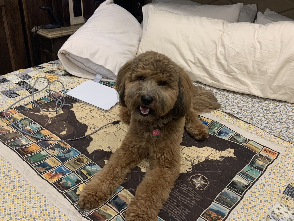 Whoodle on rug