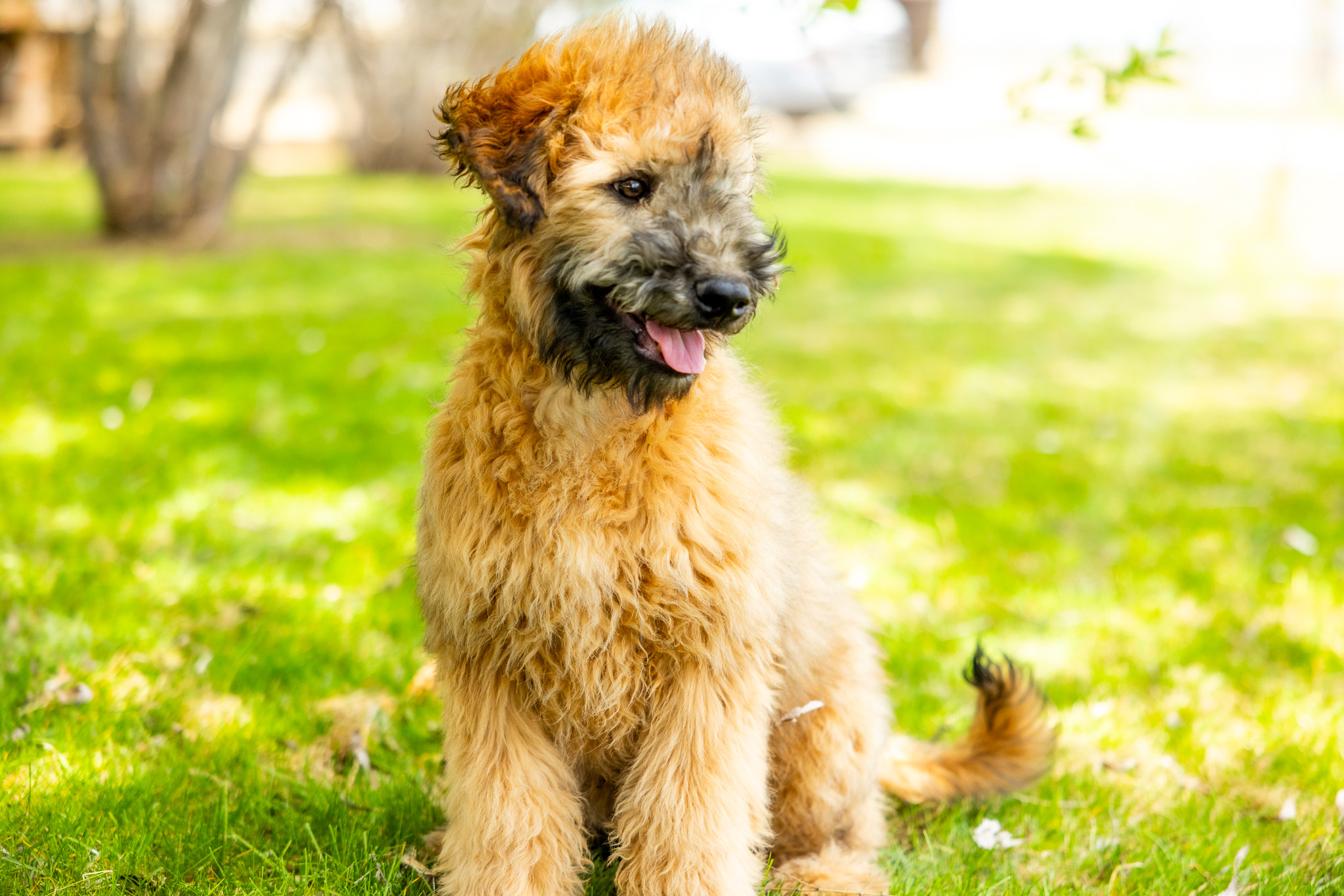 How Much Exercise does a Woodle need? 