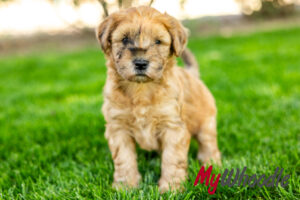 Whoodle puppies for sale