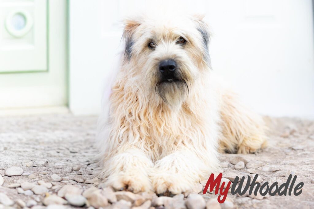 Fame - wheaten Terrier