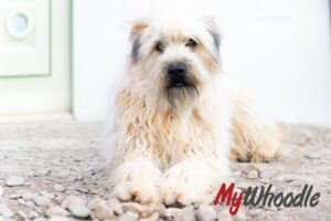Fame - wheaten Terrier
